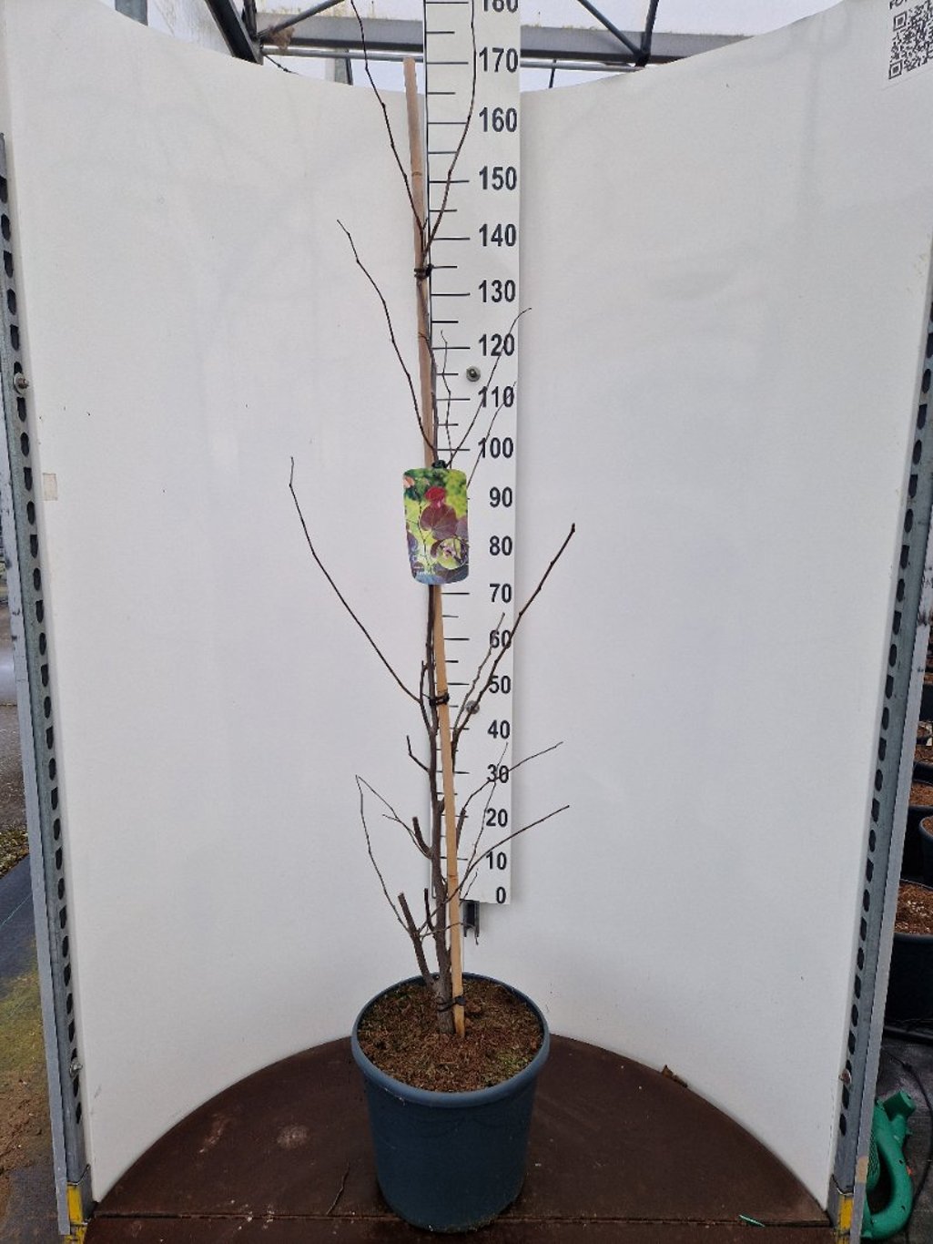 Cercis canadensis - C20 150-175 CM